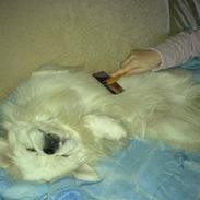 Pekingeser Jensen