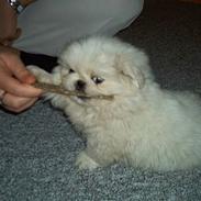 Pekingeser Jensen