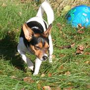 Blanding af racer Kvik