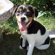 Blanding af racer Kvik