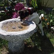 Blanding af racer Kvik