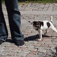 Blanding af racer Kvik