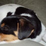 Blanding af racer Kvik