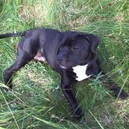 Staffordshire bull terrier eddie