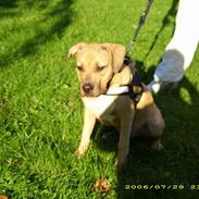 Amerikansk staffordshire terrier #Hector# in loving memory