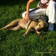Amerikansk staffordshire terrier #Hector# in loving memory