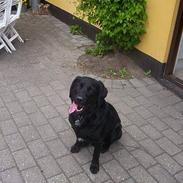 Blanding af racer Lucky