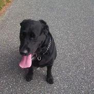 Blanding af racer Lucky