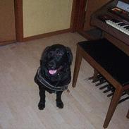 Blanding af racer Lucky