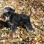 Dvaergschnauzer Tiramisu