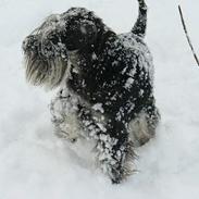 Dvaergschnauzer Tiramisu