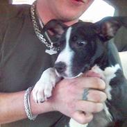 Amerikansk staffordshire terrier Chucky