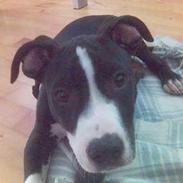 Amerikansk staffordshire terrier Chucky