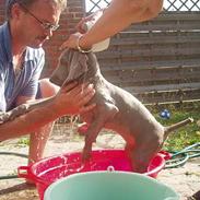 Weimaraner Sønderskovens Dalton