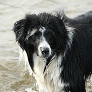 Border collie Matti