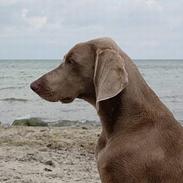 Weimaraner Fine