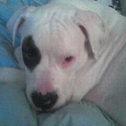 Amerikansk bulldog Basil