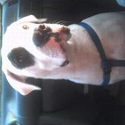 Amerikansk bulldog Basil
