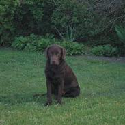 Labrador retriever Noah