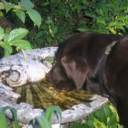Labrador retriever Noah