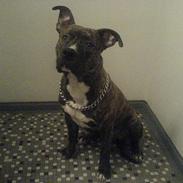 Amerikansk staffordshire terrier -Snoop-