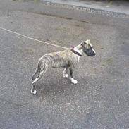 Amerikansk staffordshire terrier Maxi