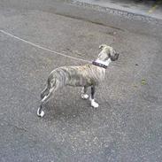 Amerikansk staffordshire terrier Maxi