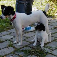 Dansk svensk gaardhund Ønskehunden Hexen