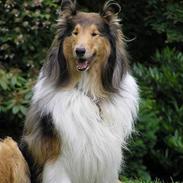 Collie langhåret Cæsar