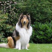 Collie langhåret Cæsar