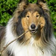Collie langhåret Cæsar