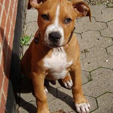 Amerikansk staffordshire terrier Charlie