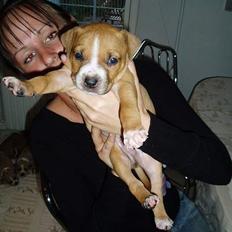 Amerikansk staffordshire terrier Charlie