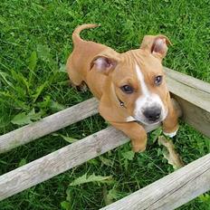 Amerikansk staffordshire terrier Charlie