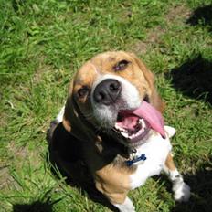 Beagle 3år d. 3 juni 09 (død 6/10-15) 
