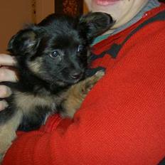 Blanding af racer Max