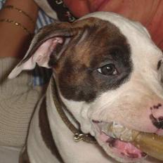 Amerikansk staffordshire terrier Titon 