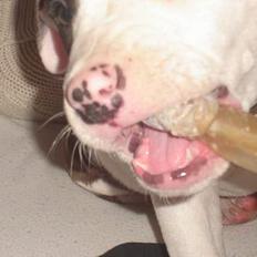 Amerikansk staffordshire terrier Titon 