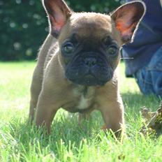 Fransk bulldog Abby (Lancomes Victoria)