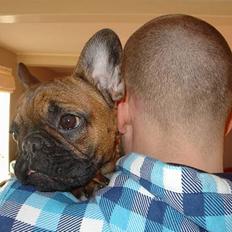 Fransk bulldog Abby (Lancomes Victoria)