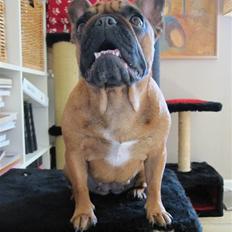 Fransk bulldog Abby (Lancomes Victoria)
