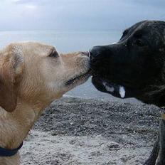 Blanding af racer puk