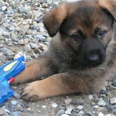 Schæferhund Hedegård's Honney