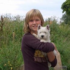 West highland white terrier Sodemarken's Zipper