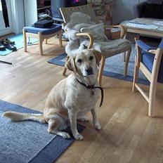 Golden retriever mille 