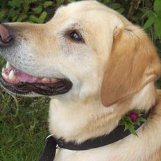 Golden retriever mille 