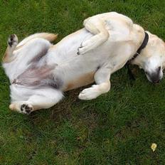 Golden retriever mille 