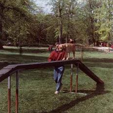 Labrador retriever | Tajs R.I.P.