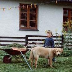 Labrador retriever | Tajs R.I.P.