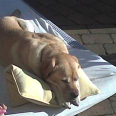 Labrador retriever Trisse